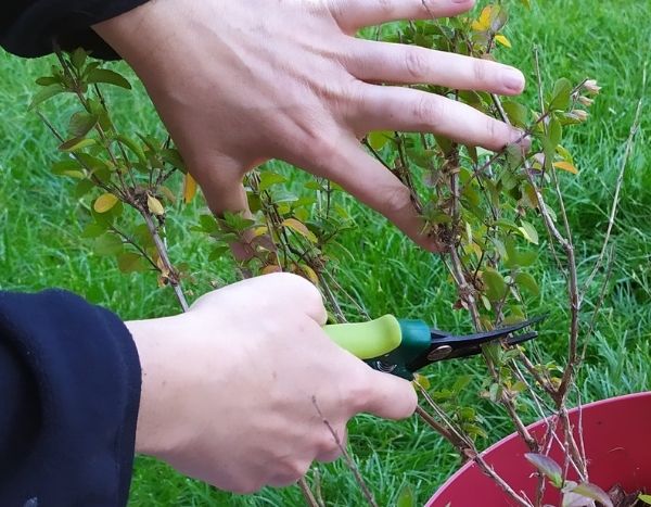 When and how to prune a shrubby sage?