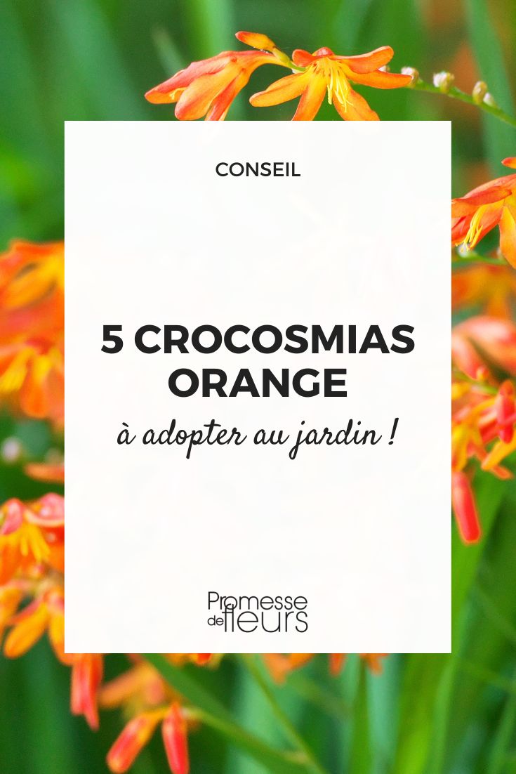 orange crocosmia Crocosmia orange: 5 varieties to adopt in the garden