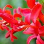 5 Red Crocosmias to Have in Your Garden