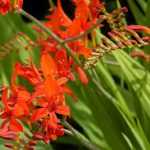 How to grow Crocosmias in pots?