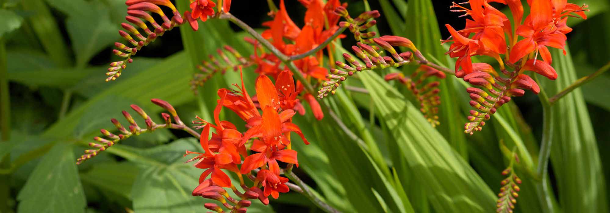 How to grow Crocosmias in pots?