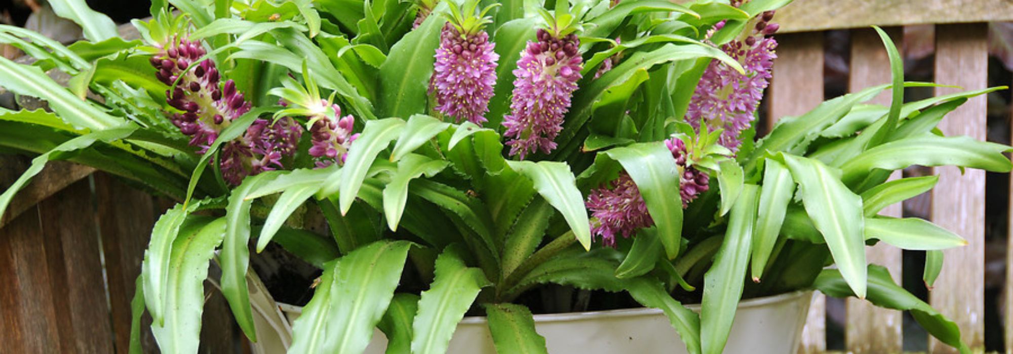 Growing Eucomis in pots