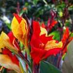 Canna: the most beautiful varieties