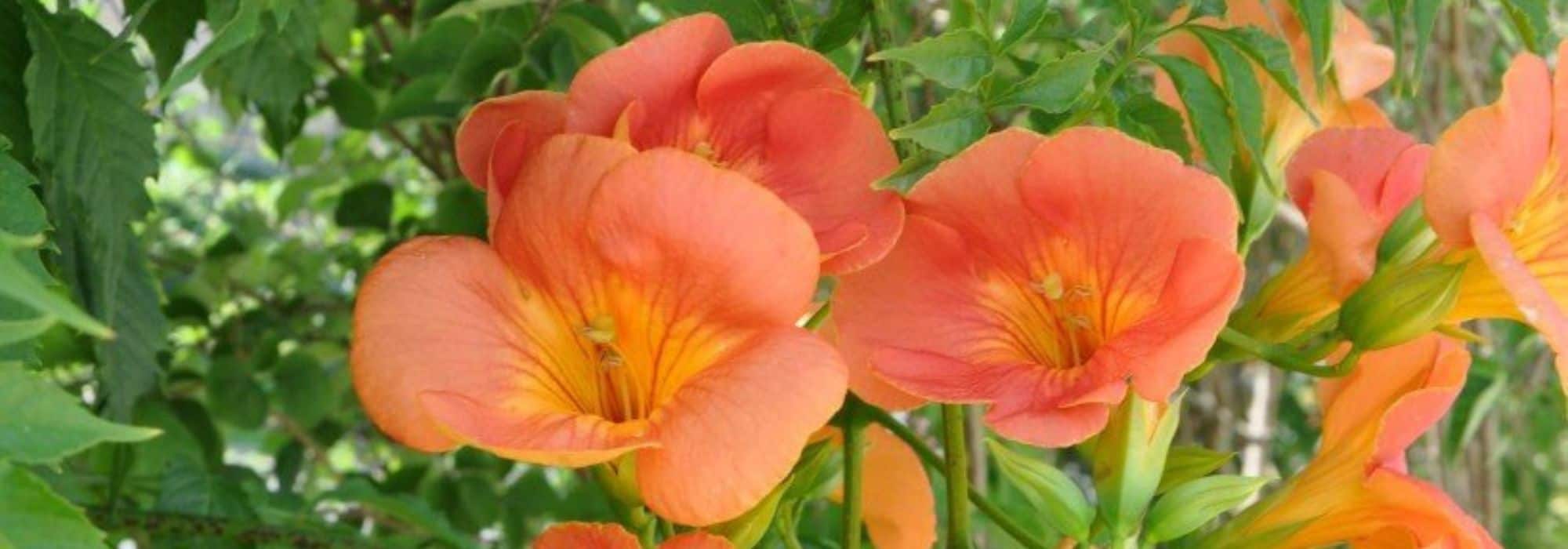 6 climbing plants with late summer flowering