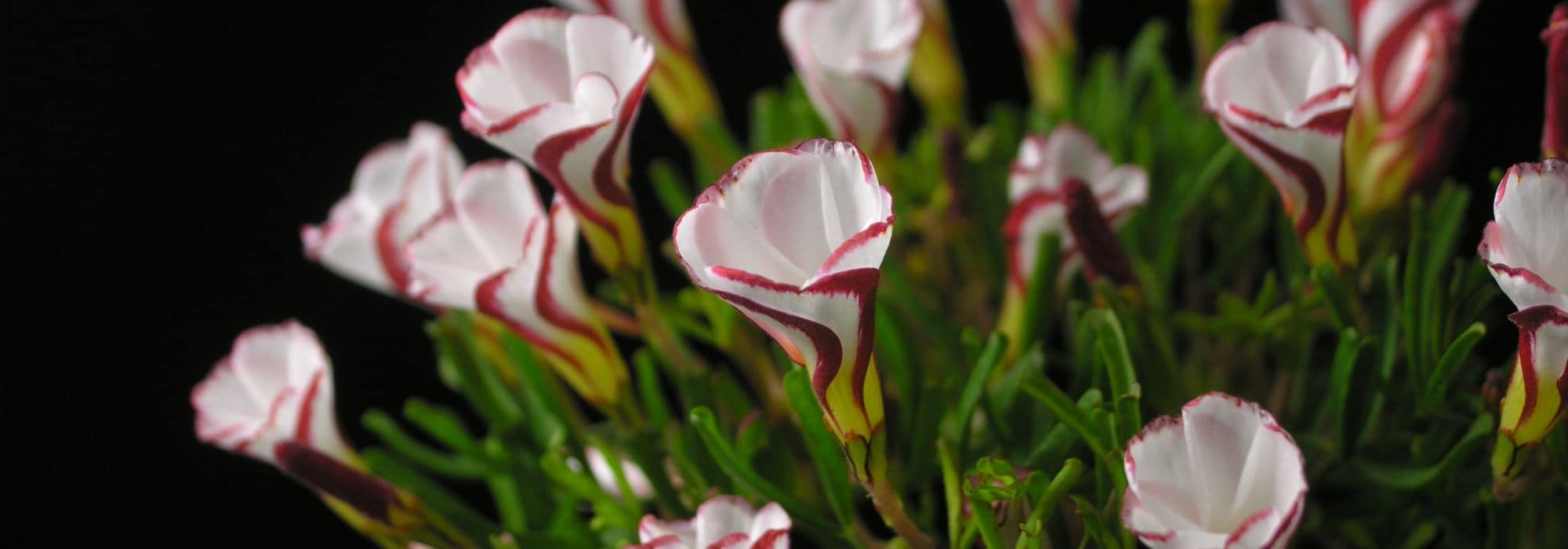 Oxalis: the most beautiful varieties
