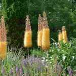 6 ideas for pairing Eremurus