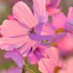 6 ideas for pairing cosmos