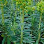 Propagating Euphorbias: cuttings, sowing and division