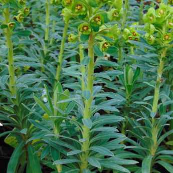 Propagating Euphorbias: cuttings, sowing and division
