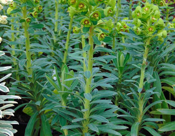 Propagating Euphorbias: cuttings, sowing and division