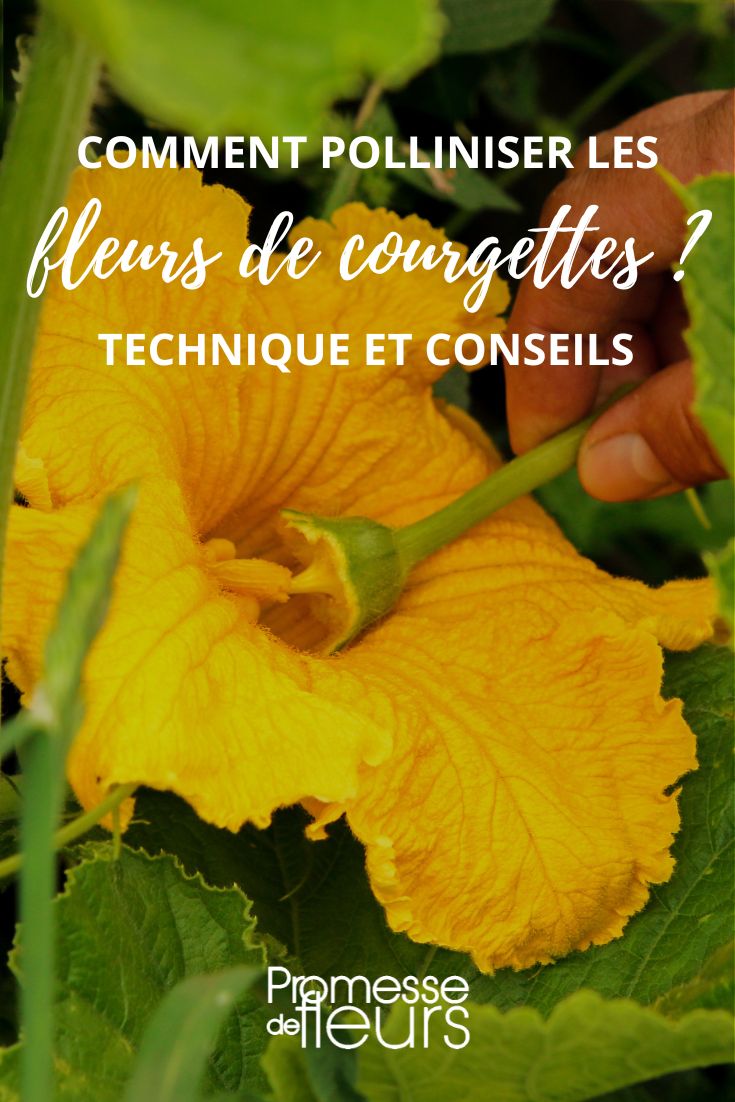 Technique and Tips for Hand-Pollinating Courgette Flowers