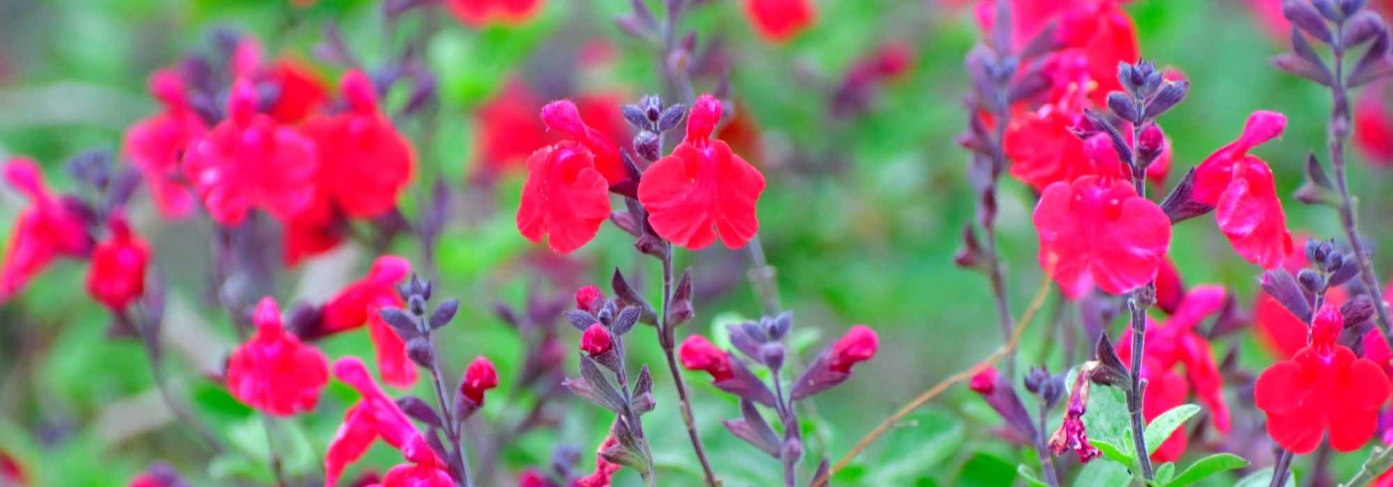7 good reasons to plant a shrub sage