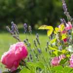 What to do in the garden in August?