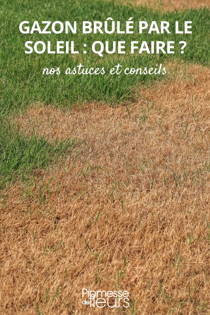 6 good reasons to prune faded flowers Burnt lawn: what to do?