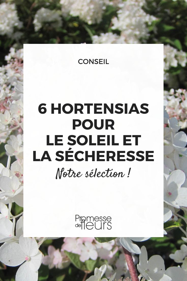 6 hydrangeas for sunny locations and drought-resistant. Hydrangea paniculata 'Grandiflora'