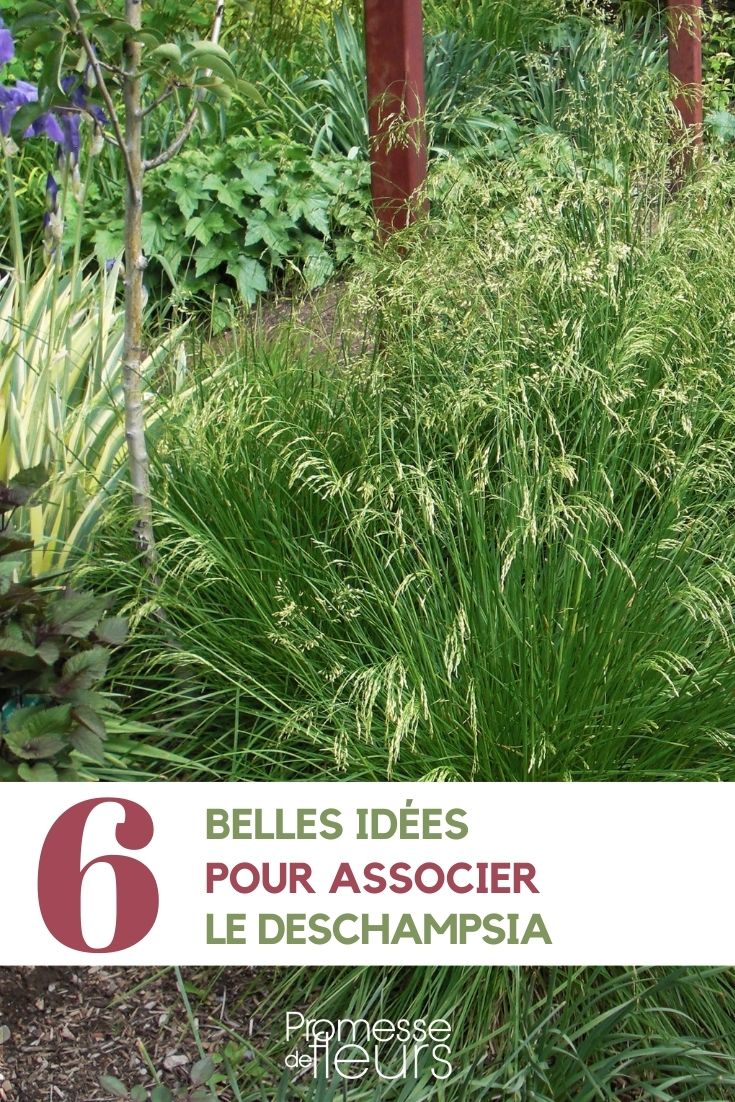 [association plantes="Deschampsia"] in the garden