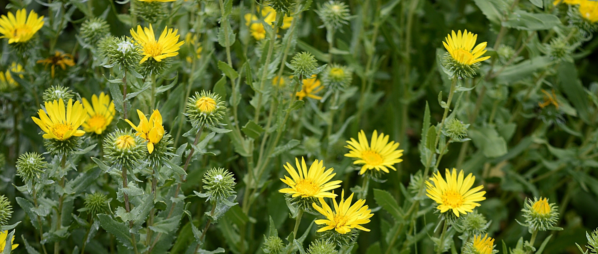 Associate Grindelia