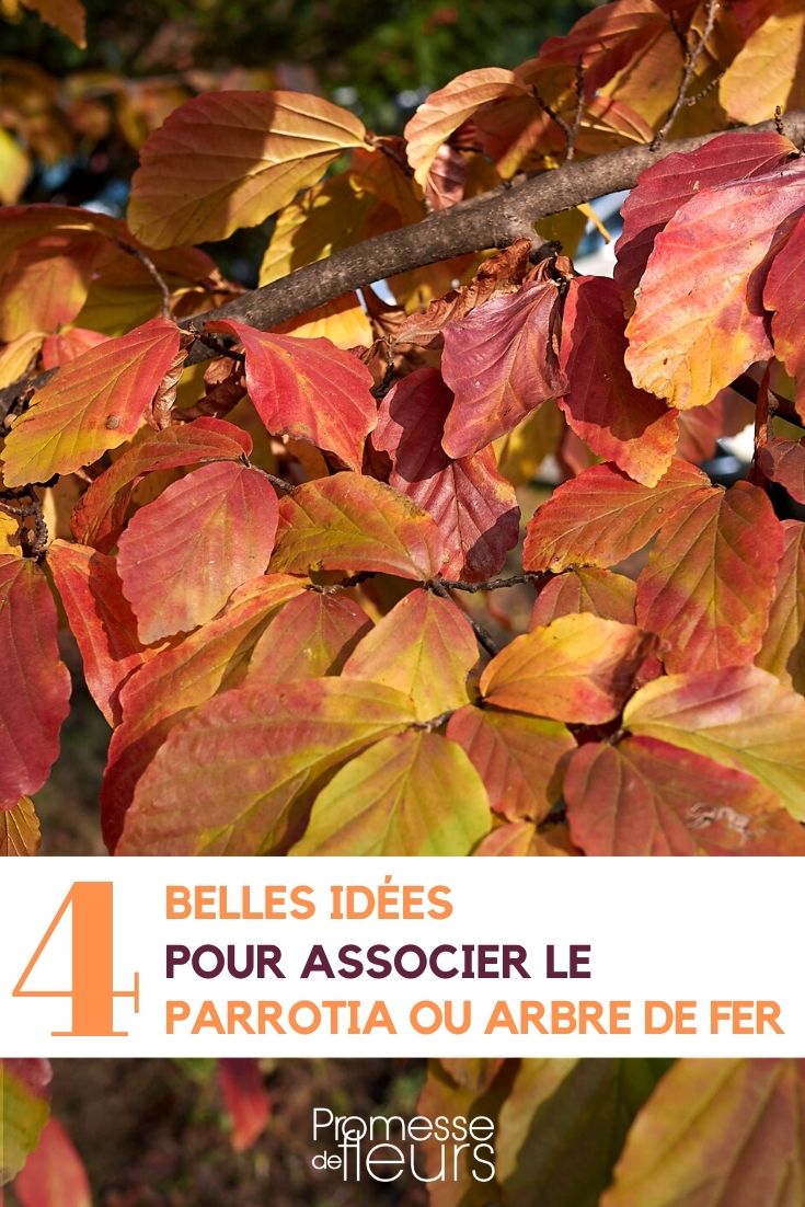 [plant id="1234" placement="garden"]