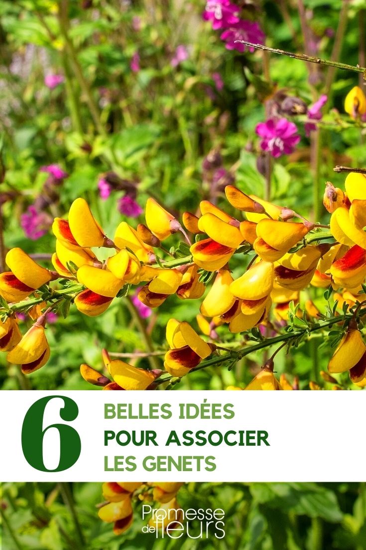 Ideas for combining {genêts}