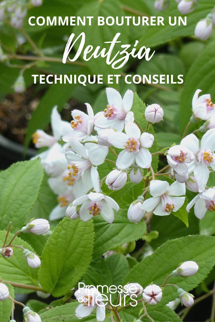 making a cutting of deutzia
