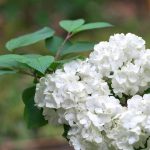 Growing a viburnum in a pot