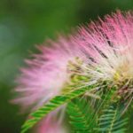 Take a cutting from <em>Albizia</em>