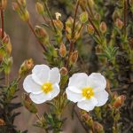 Halimium: Planting, Growing and Care