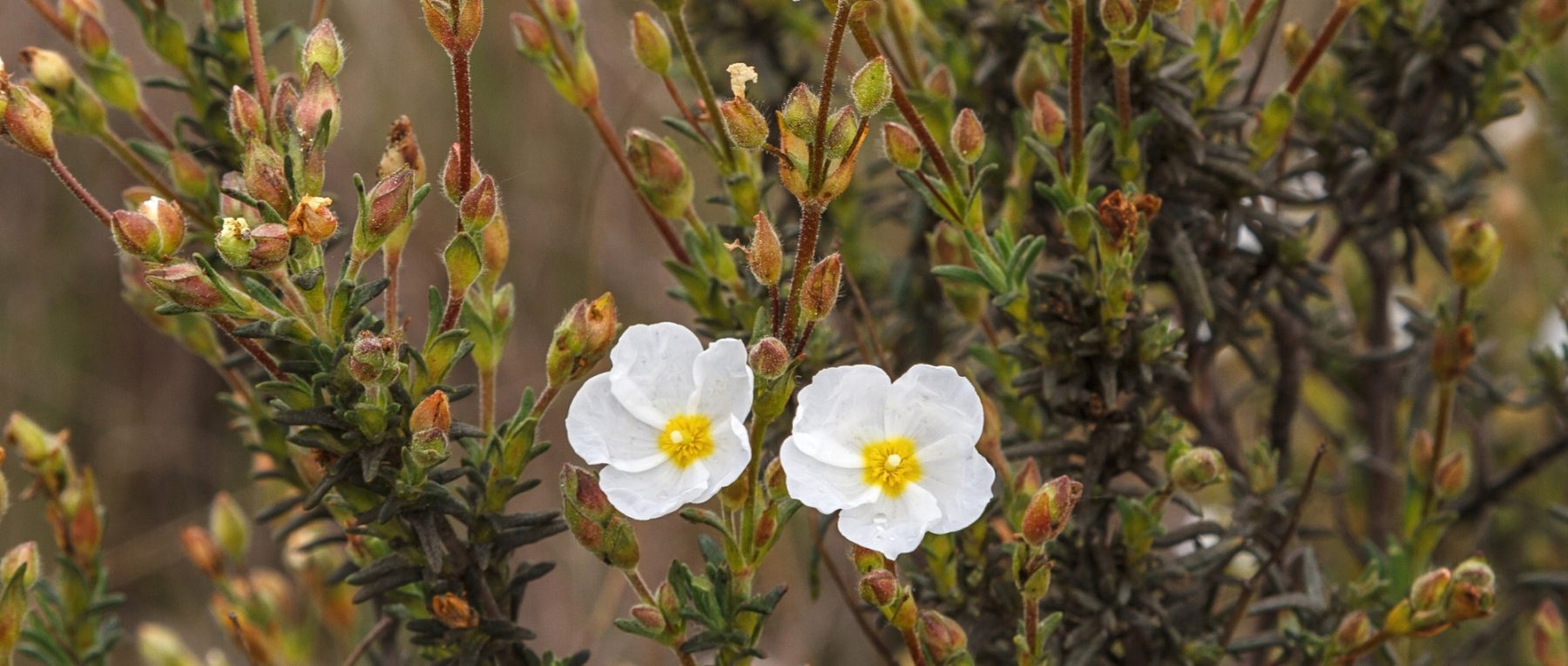 Halimium: Planting, Growing and Care