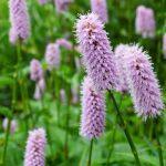 7 Pink Flowering Persicarias