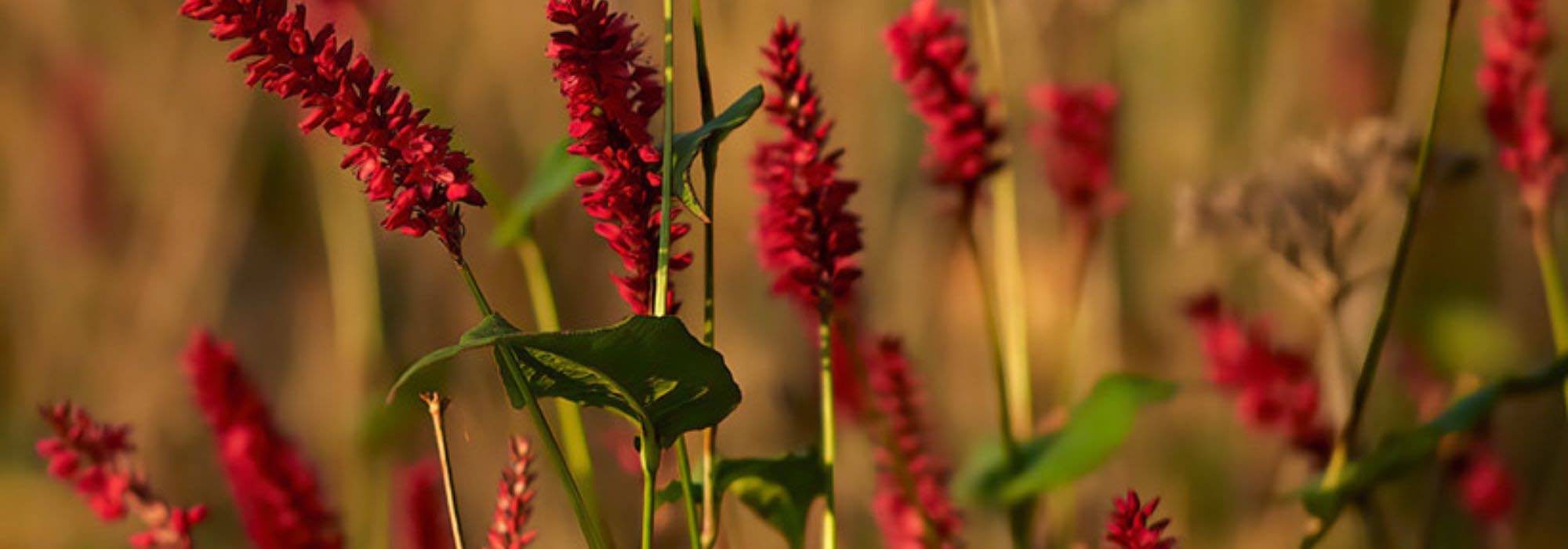 Choosing a Persicaria