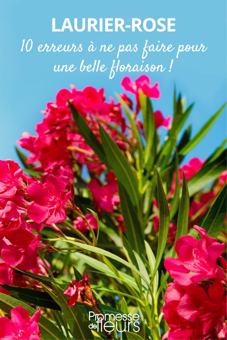 promote flowering of oleander