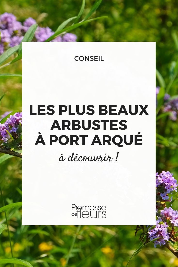 Shrubs with arching habit trailing arched bushes