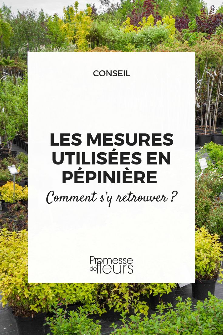 Nursery Measurements: How to Navigate Them different plant sizes in a nursery