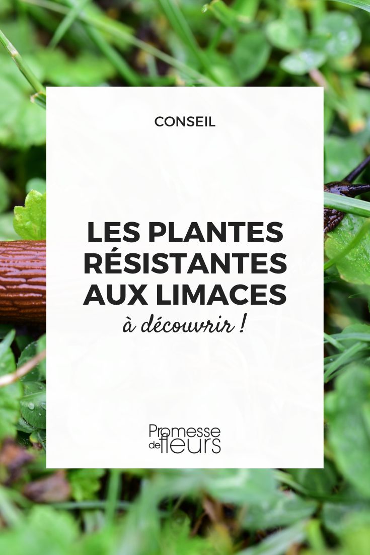 Slug-resistant plants