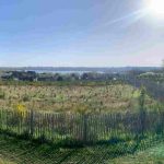 Create a micro-forest using the Miyawaki method