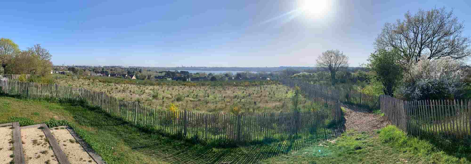 Create a micro-forest using the Miyawaki method