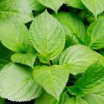 My hydrangea isn't flowering: why?