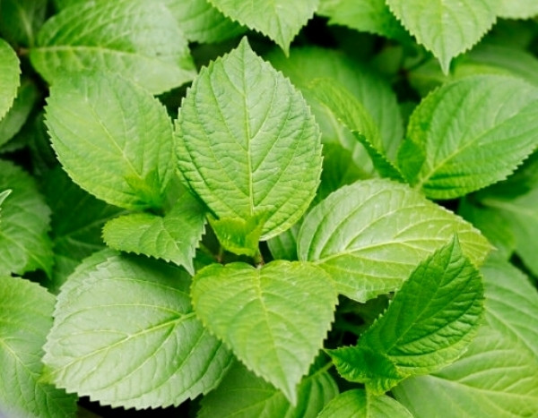 My hydrangea isn't flowering: why?