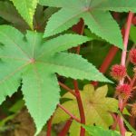Common Castor Bean: Planting, Sowing, Cultivation