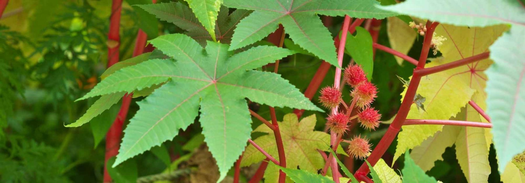 Common Castor Bean: Planting, Sowing, Cultivation
