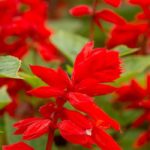 Annual Salvias: Planting, Sowing, and Care