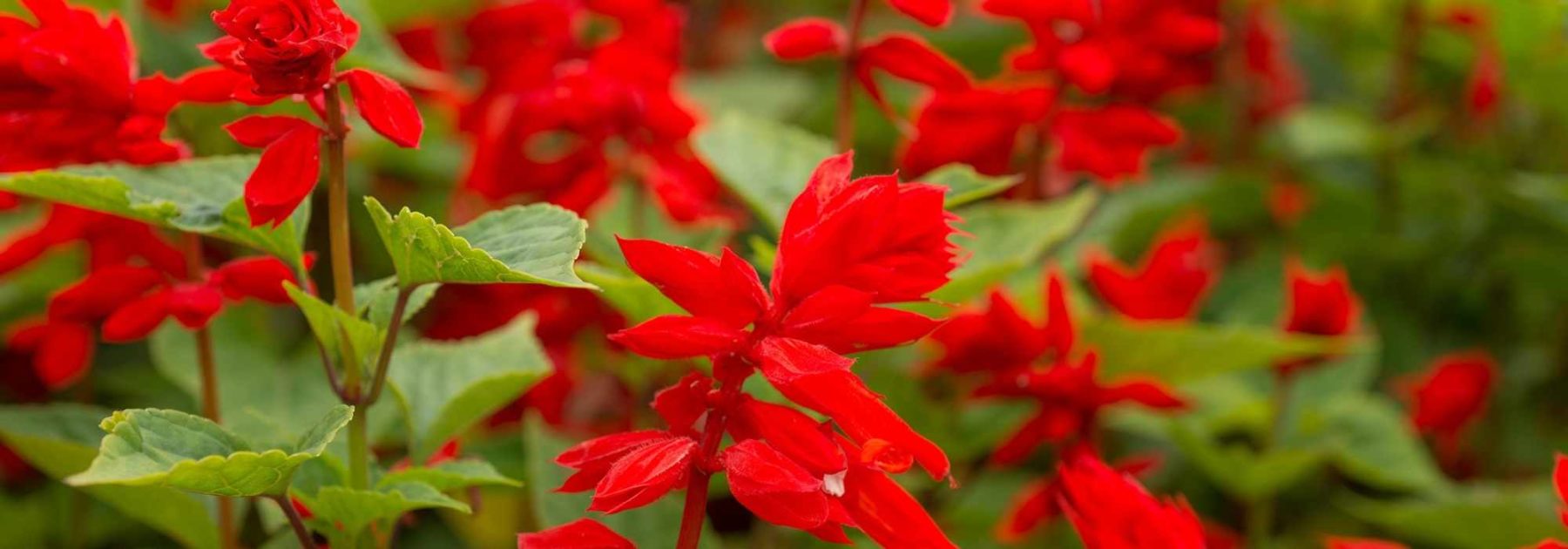 Annual Salvias: Planting, Sowing, Care
