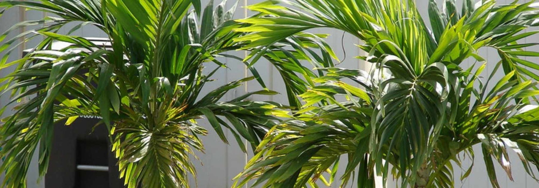 Veitchia (Adonidia): Planting, Growing, and Care