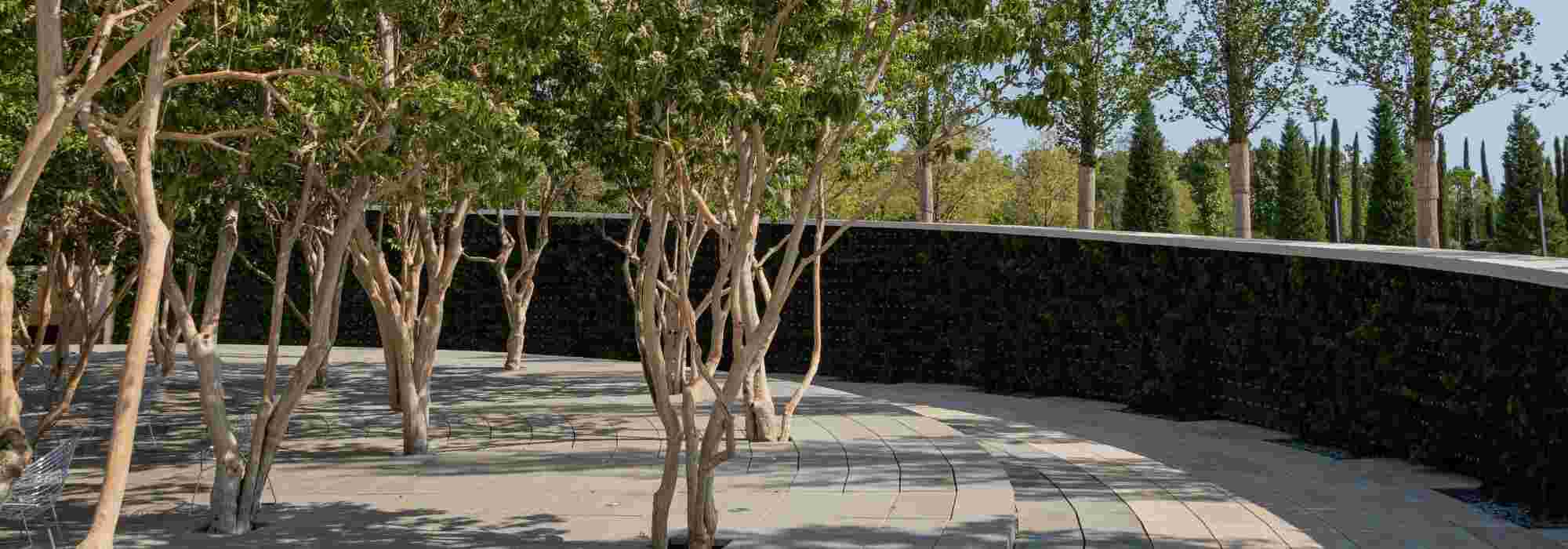 The most beautiful coppiced shrubs