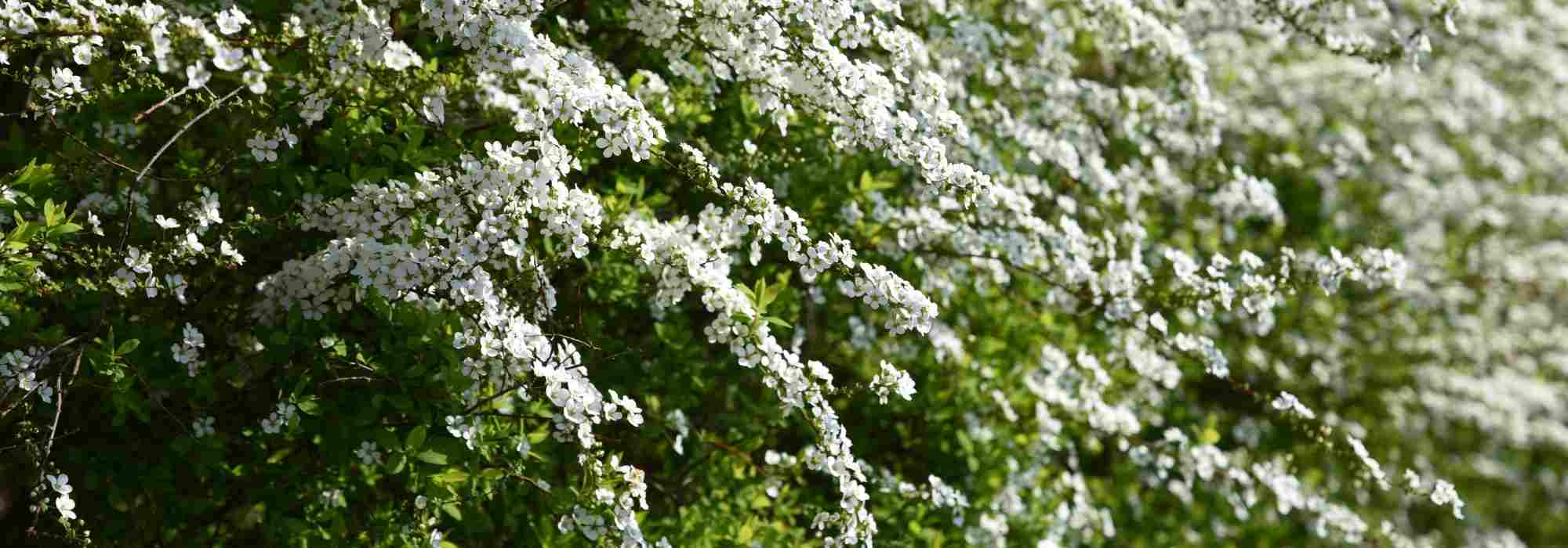 Arching and weeping habit shrubs