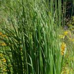 Molinia: 6 Ideas for Pairing It