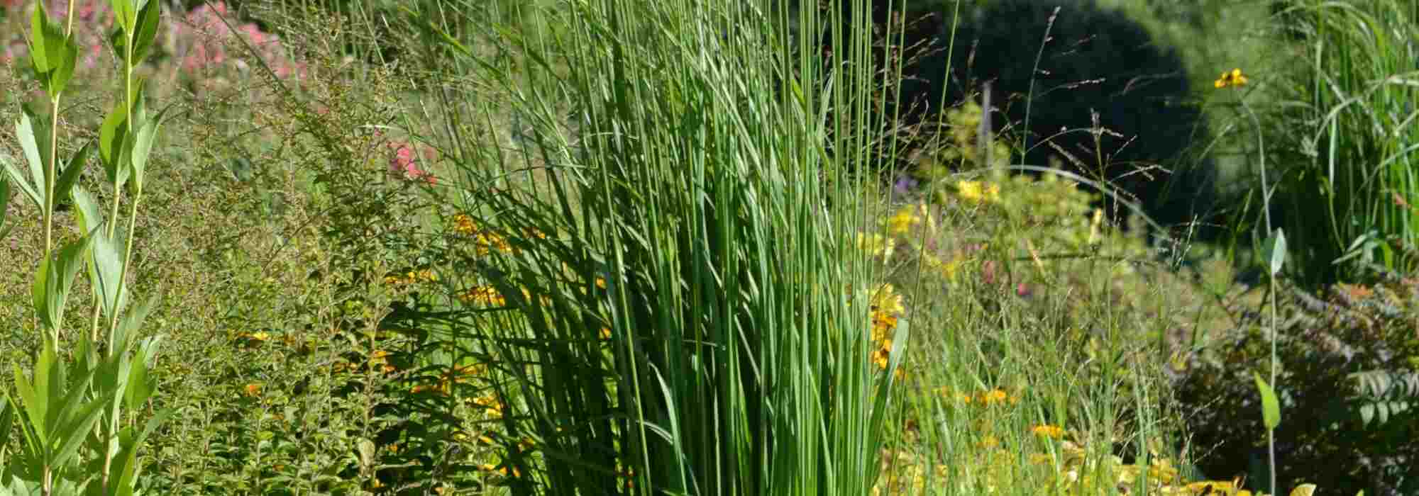 Molinia: 6 Ideas for Pairing It