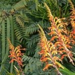 How to pair Chasmanthes?