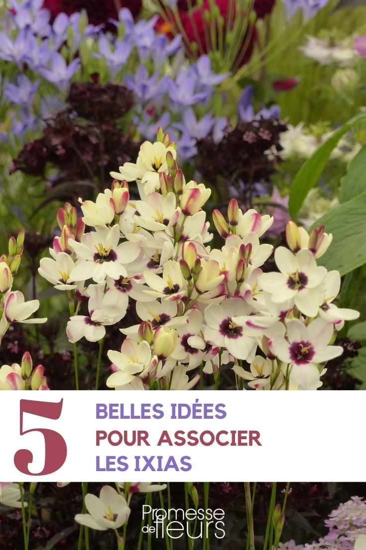 associate the ixias associate the ixias