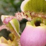 How to associate Cypripedium - Lady's Slipper?